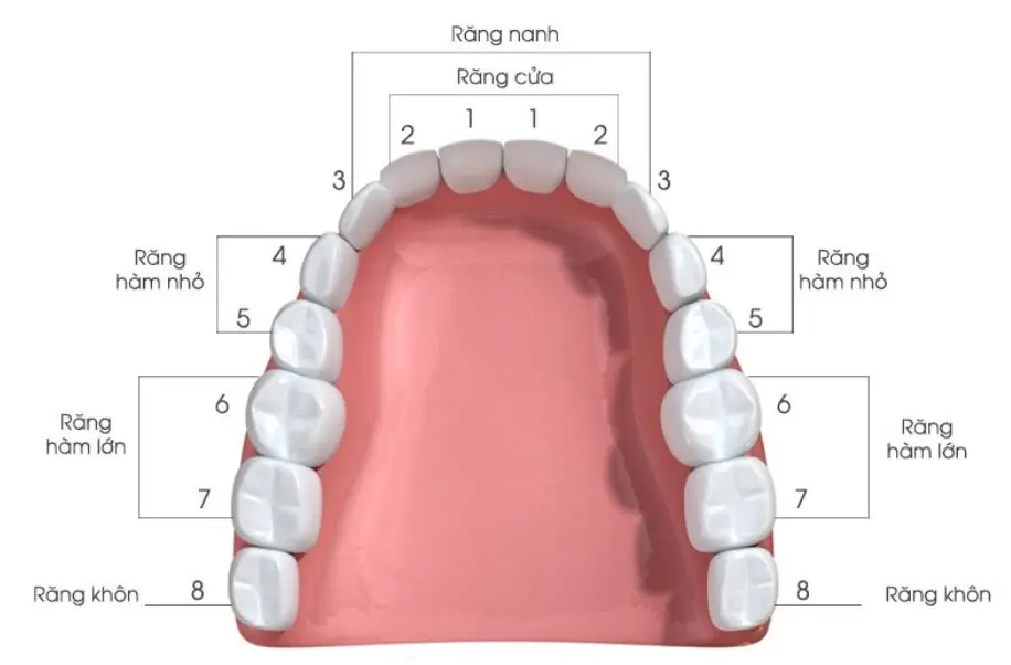 Răng số 4 là một loại răng thuộc nhóm răng hàm nhỏ hay còn gọi là răng cối nhỏ, được xem là răng tiền hai