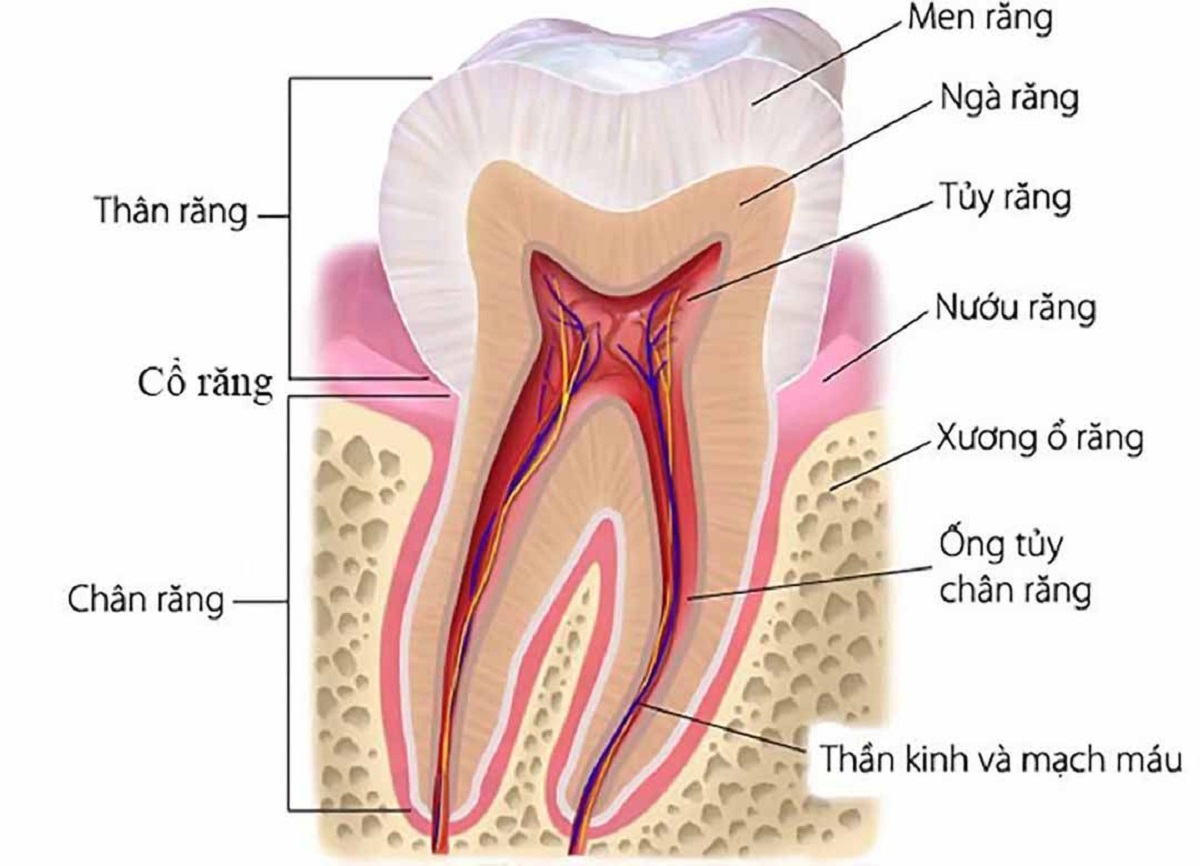 Tráng men răng là gì? Có nên tráng men răng không?