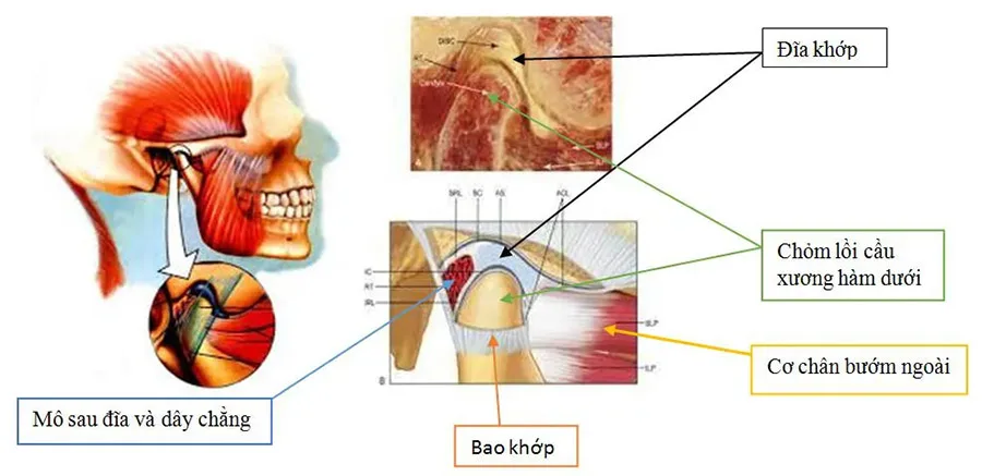 Vì sao há miệng có tiếng kêu?
