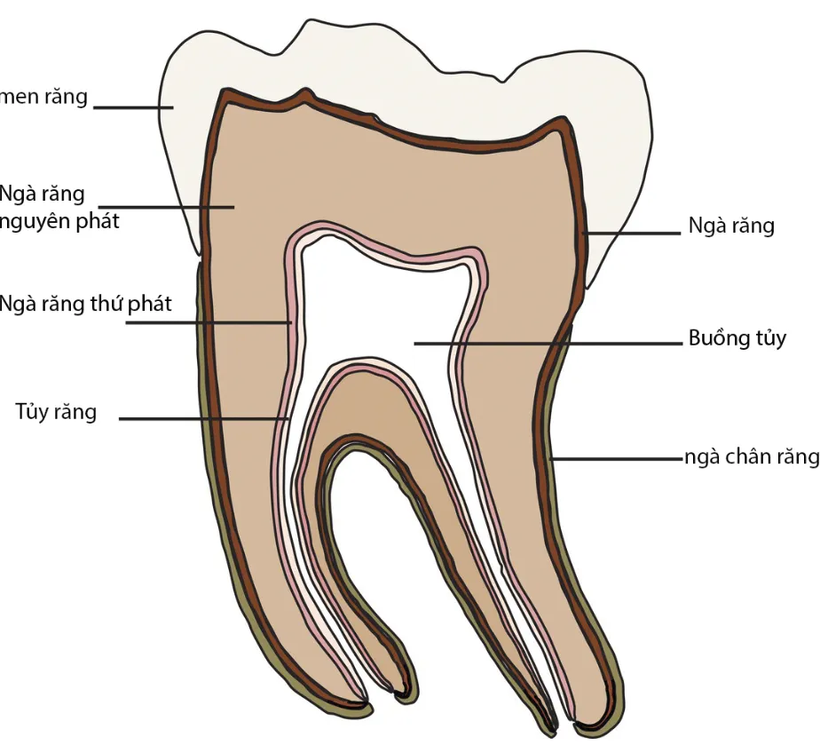 Chức năng của ngà răng là gì?