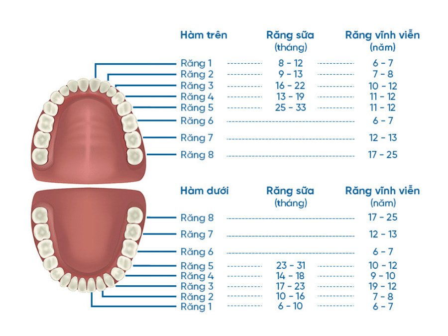 Các giai đoạn mọc răng sữa và răng vĩnh viễn