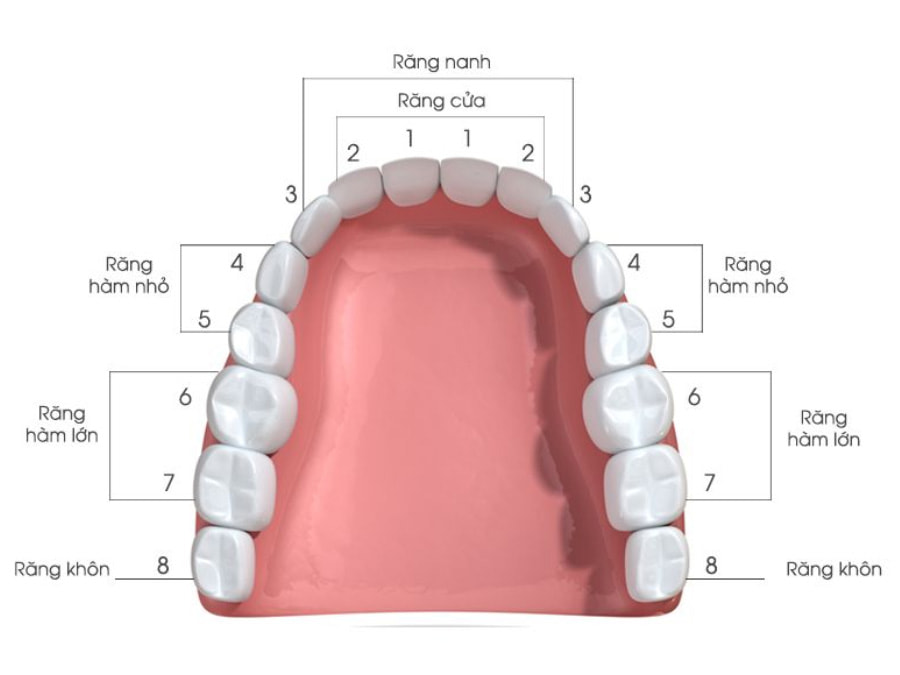 Sơ đồ vị trí các răng