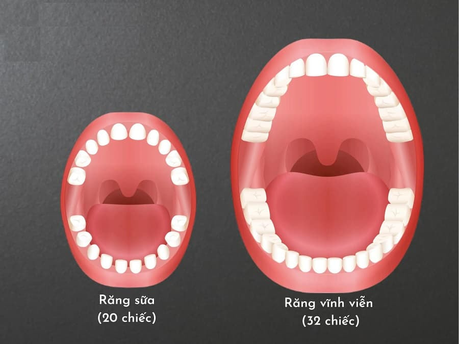 Độ tuổi mọc răng của trẻ em