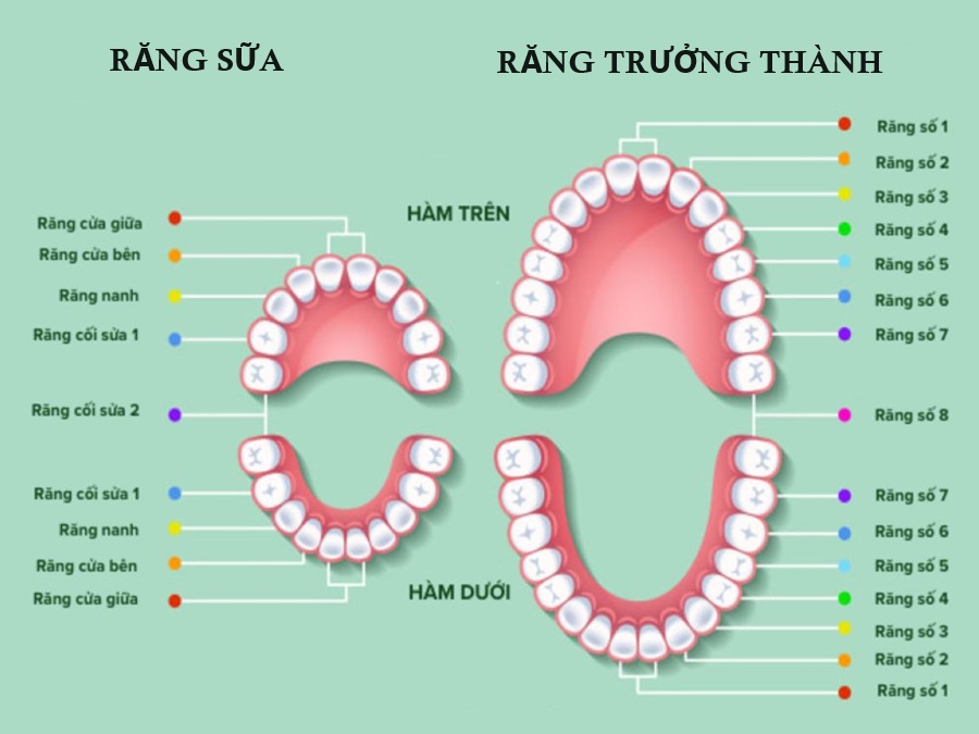 Người trưởng thành có bao nhiêu cái răng? Chức năng cụ thể