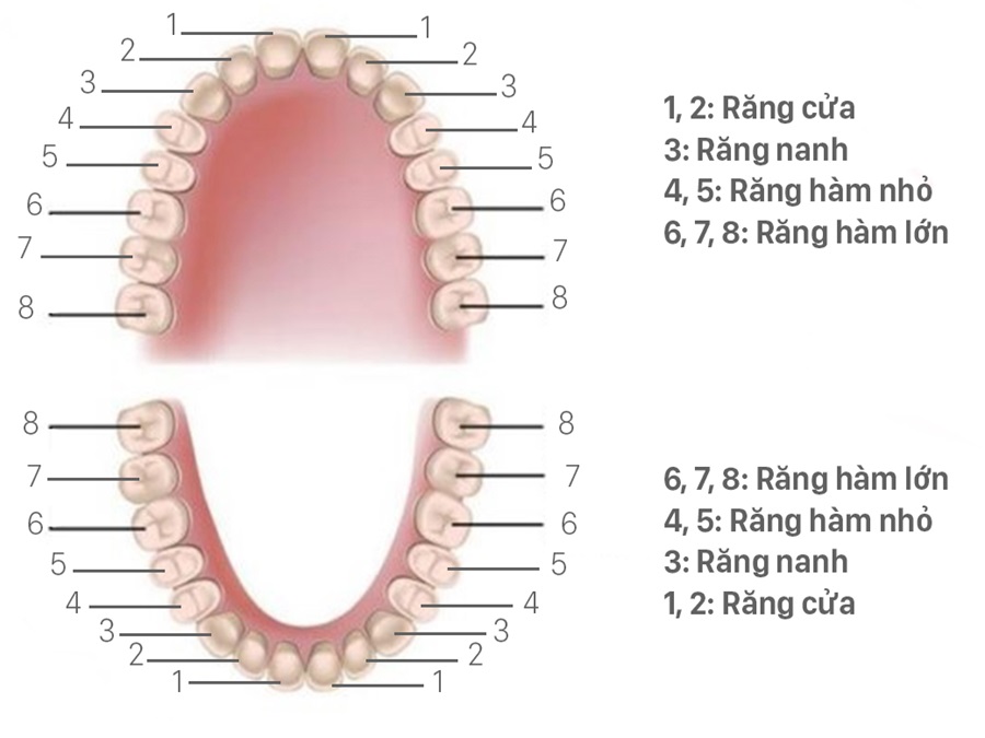 Người trưởng thành có bao nhiêu cái răng? Chức năng cụ thể