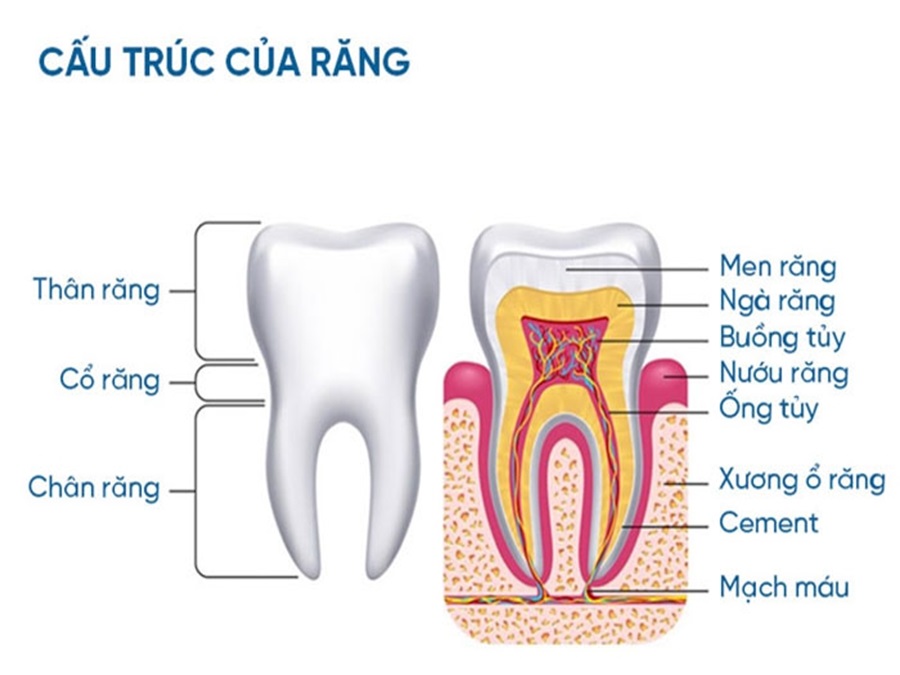 Người trưởng thành có bao nhiêu cái răng? Chức năng cụ thể