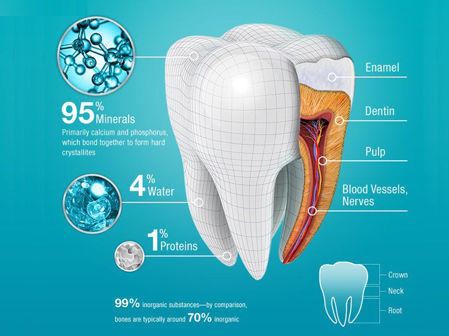 Người trưởng thành có bao nhiêu cái răng? Chức năng cụ thể