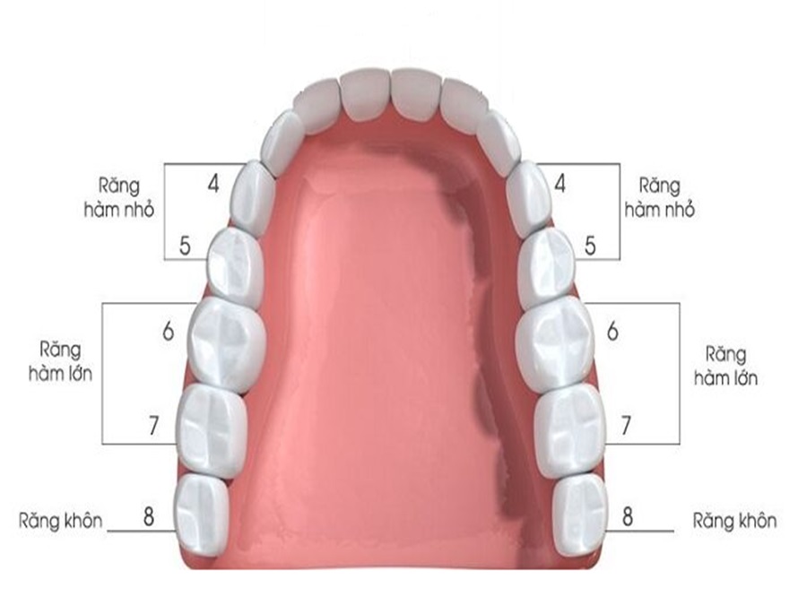 Răng hàm có mọc lại được không? Giải đáp chi tiết và cách bảo vệ răng hiệu quả