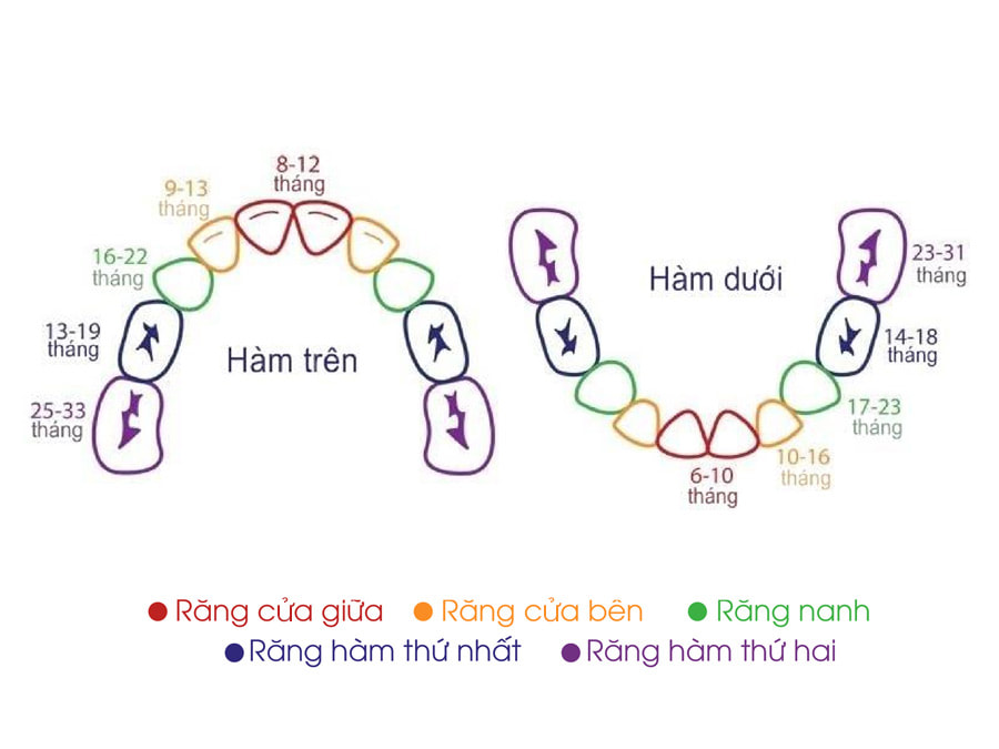 Quá trình mọc răng sữa ở trẻ em bắt đầu từ khoảng 6 tháng tuổi và kéo dài đến khi trẻ 2 - 3 tuổi