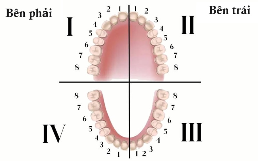 Sơ đồ răng vĩnh viễn chia khoang miệng thành 4 cung hàm và đánh số từ 1 – 4 theo chiều hướng kim đồng hồ, cụ thể như hình bên dưới.