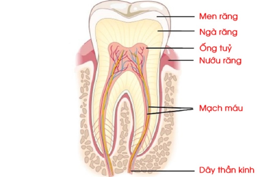 Răng vĩnh viễn là các răng mọc lên trên cung hàm sau khi răng sữa đã rụng