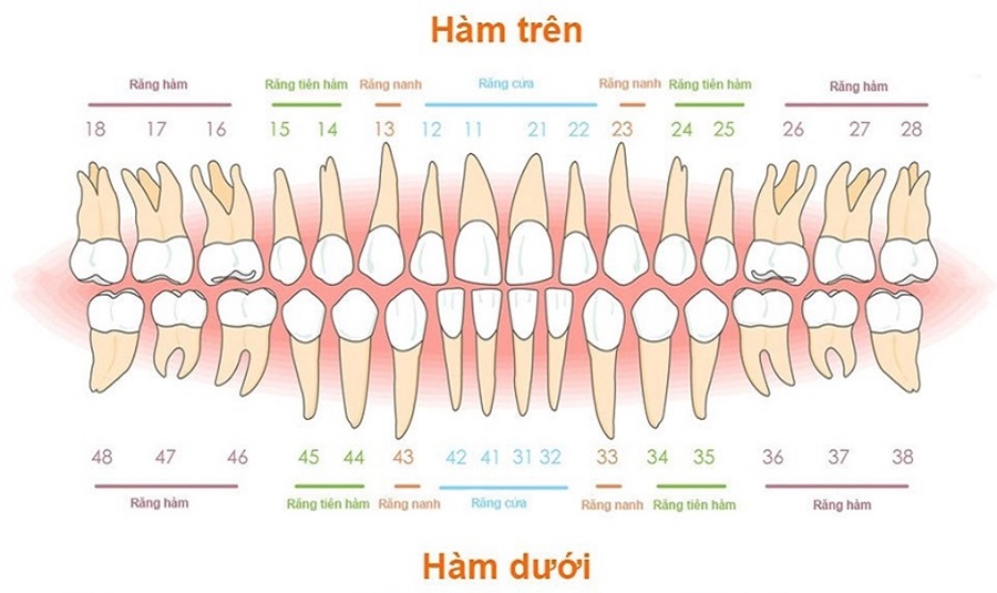 Răng vĩnh viễn có bao nhiêu cái?