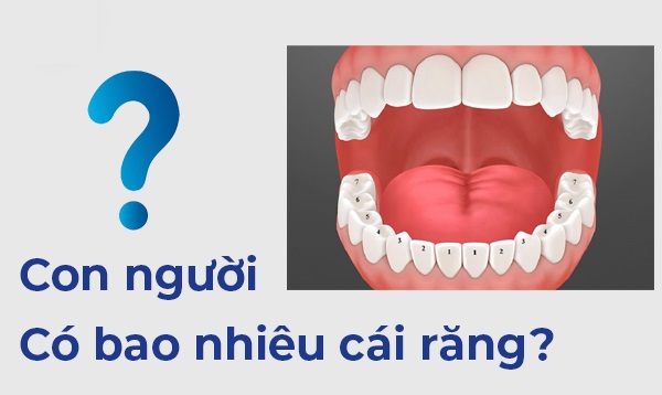 Răng vĩnh viễn có bao nhiêu cái? Khác gì so với răng sữa?