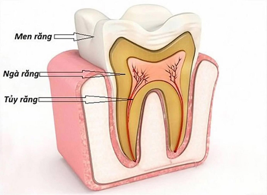 Tuỷ răng là lớp trong cùng của răng, chứa các dây thần kinh, mạch máu, tế bào chuyên biệt và mô liên kết